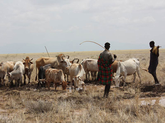Local pastoralists lead their livestock to the water draining from the borehole.: Photograph © UNESCO/Nairobi Office